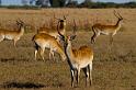 172 Okavango Delta, rode litschie